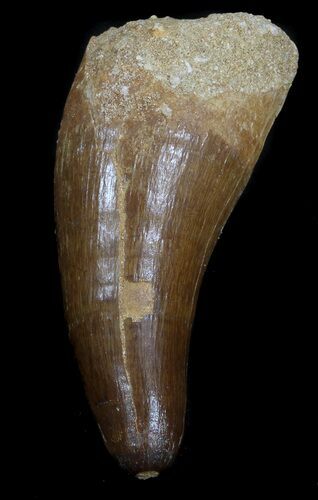 Huge, Dyrosaur Tooth - Morocco #35038